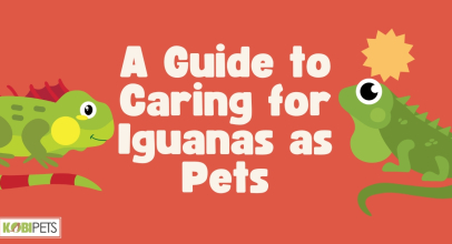 A Guide to Caring for Iguanas as Pets