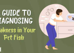 A Guide to Diagnosing Weakness in Your Pet Fish