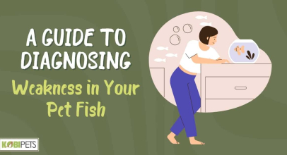 A Guide to Diagnosing Weakness in Your Pet Fish