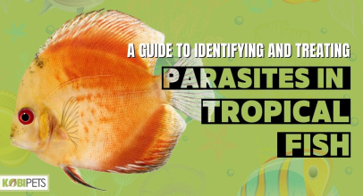 A Guide to Identifying and Treating Parasites in Tropical Fish