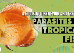 A Guide to Identifying and Treating Parasites in Tropical Fish