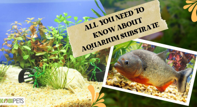 All You Need to Know About Aquarium Substrate