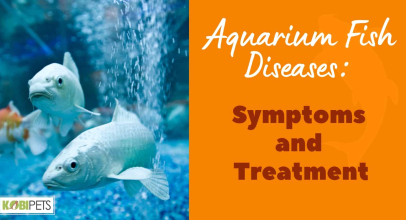 Aquarium Fish Diseases: Symptoms and Treatment