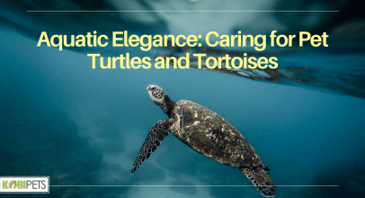 Aquatic Elegance: Caring for Pet Turtles and Tortoises