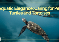 Aquatic Elegance: Caring for Pet Turtles and Tortoises