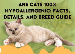 Are Cats 100% Hypoallergenic: Facts, Details, and Breed Guide
