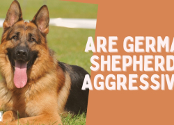 Are German Shepherds Aggressive?