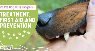 Are Pet Dog Bites Dangerous: Treatment, First Aid, and Prevention