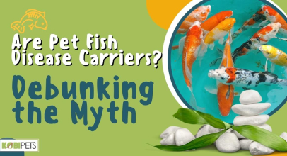 Are Pet Fish Disease Carriers? Debunking the Myth