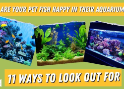 Are Your Pet Fish Happy in Their Aquarium? 11 Ways To Look Out For