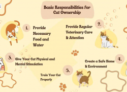 How to Be a Responsible Cat Owner