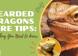 Bearded Dragons Care Tips: Everything You Need to Know