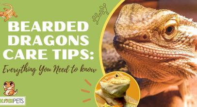 Bearded Dragons Care Tips: Everything You Need to Know