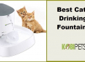 Best Cat Drinking Fountains