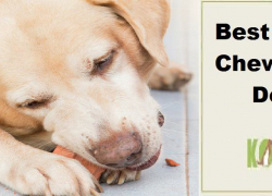 Best Dental Chews For Dogs