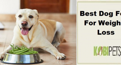 Best Dog Food For Weight Loss