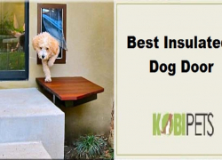 Best Insulated Dog Door