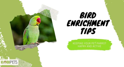 Bird Enrichment Tips: Keeping Your Pet Parrot Happy and Active