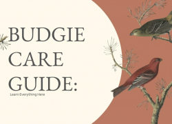 Budgie Care Guide: Learn Everything Here