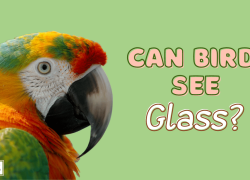Can Birds See Glass?