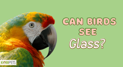 Can Birds See Glass?