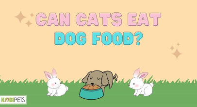 Can Cats Eat Dog Food?