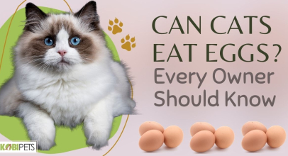 Can Cats Eat Eggs? Every Owner Should Know