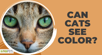 Can Cats See Color?