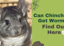 Can Chinchillas Get Worms? Find Out Here
