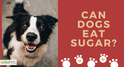 Can Dogs Eat Sugar?