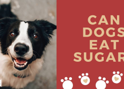 Can Dogs Eat Sugar?