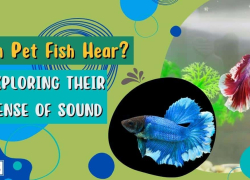 Can Pet Fish Hear? Exploring Their Sense of Sound