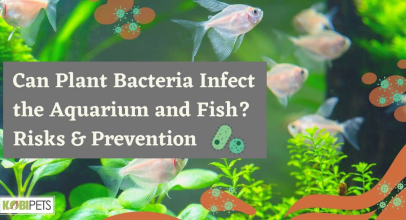 Can Plant Bacteria Infect the Aquarium and Fish? Risks & Prevention