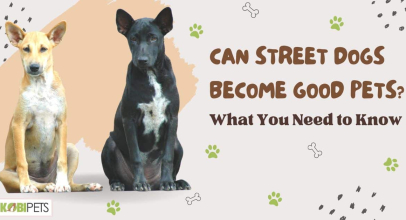 Can Street Dogs Become Good Pets? What You Need to Know