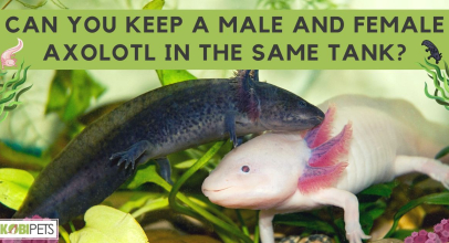 Can You Keep a Male and Female Axolotl in the Same Tank?