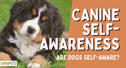 Canine Self-Awareness: Are Dogs Self-Aware?