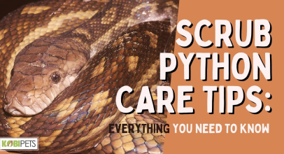 Scrub Python Care Tips: Everything You Need To Know