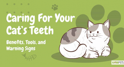 Caring For Your Cat’s Teeth: Benefits, Tools, and Warning Signs