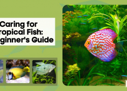 Caring for Tropical Fish: A Beginner’s Guide
