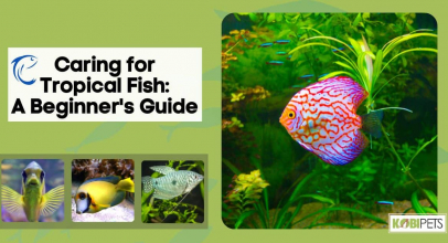 Caring for Tropical Fish: A Beginner’s Guide