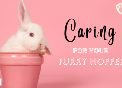 Caring for Your Furry Hopper