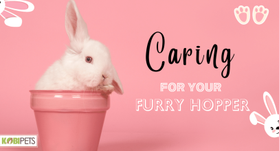 Caring for Your Furry Hopper