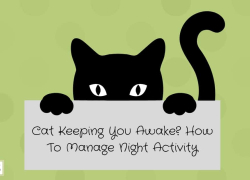 Cat Keeping You Awake? How To Manage Night Activity