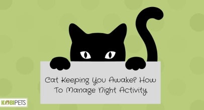 Cat Keeping You Awake? How To Manage Night Activity
