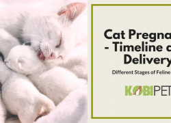 Stages of Cat Pregnancy – Feline Labor and Birth