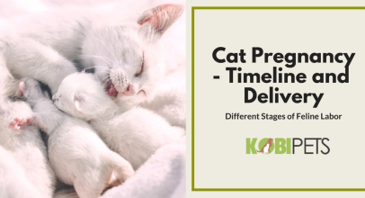 Stages of Cat Pregnancy – Feline Labor and Birth