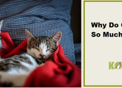 Why Do Cats Sleep So Much
