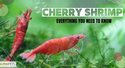 Cherry Shrimp: Everything You Need To Know