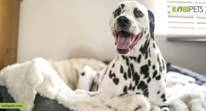 5 Ways to Embrace the Pet Nook Trend