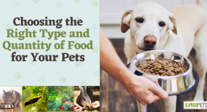 Choosing the Right Type and Quantity of Food for Your Pets